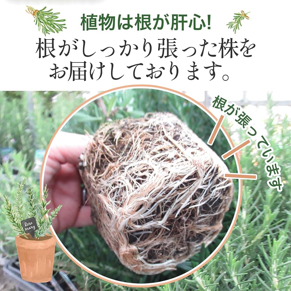 Amazon.co.jp: 【 5株 】 立ち性 「 ローズマリー 苗 」9.0cm